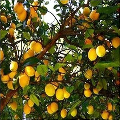 Biosnyg Large Size Lemon Tree Seeds 25 Seeds Seed(25 per packet)