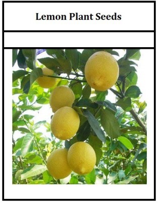 CRGO ® XII-24 Variety Huge Production Hybrid Seed Lemon Seed(8 per packet)