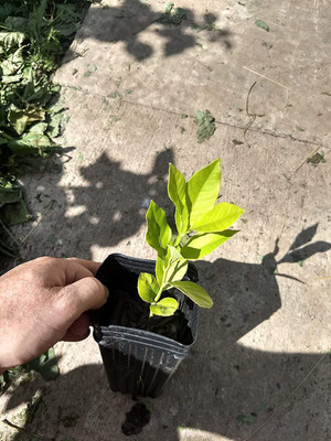 WILLVINE Dwarf Lemon Tree Starter Plant Seeds Seed(50 per packet)