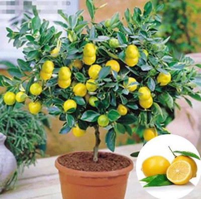 VibeX Lemon Seed(16 per packet)