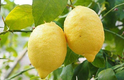 VibeX Lemon Seed(25 per packet)