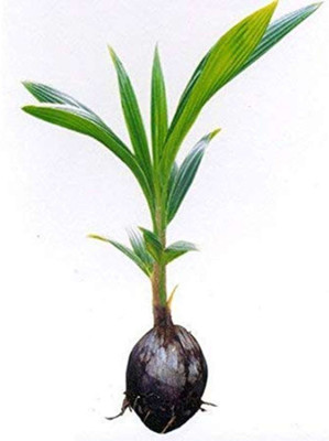 Arlo Coconut Plant(Hybrid, Pack of 1)
