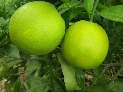 Qualtivate ® Mosambi (Sweet Lime) Seeds Seed(2 per packet)