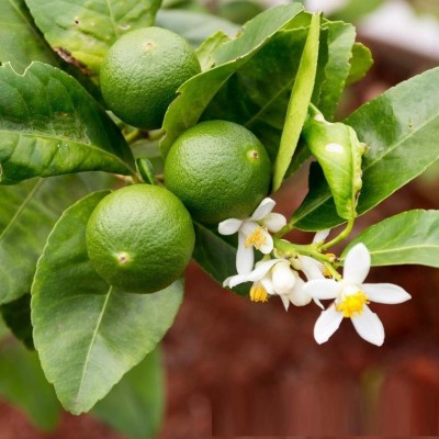 VibeX Darjeeling variety Mosambi Citrus Limetta Plant Seed(24 per packet)