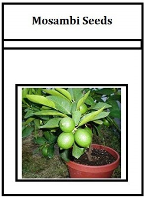 Qualtivate ® Exotica Sweet Mosambi Seeds Seed(9 per packet)