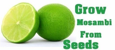 WILLVINE Limetta Seed(25 per packet)