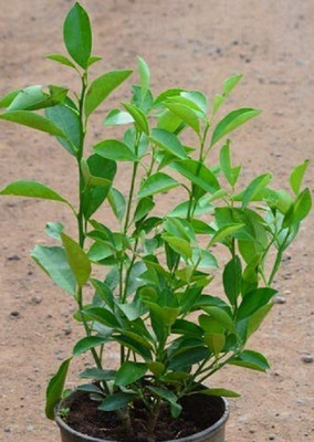 WILLVINE Mosambi/Mausambi/Sweet Lemon Fruit Plant Seeds Seed(50 per packet)