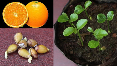 Qualtivate ® Citrus Limetta -Indian Sweet Seeds Seed(3 per packet)