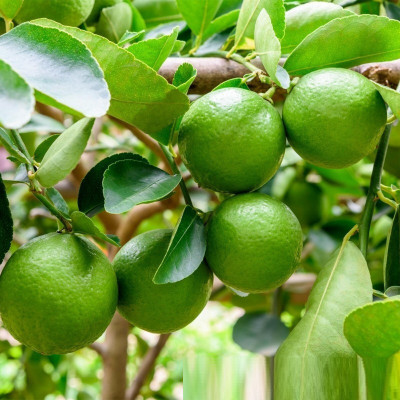 VibeX Mosambi Citrus Limetta Plant Seed Seed(2 per packet)