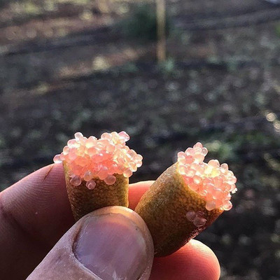 VibeX XII-1608 Huge Production - Hybrid Kagzi Lemon Dwarf Variety Seed(16 per packet)