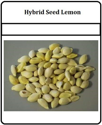 CRGO ™ XII-41 Hybrid Seed Lemon Plant Seeds Seed(2 per packet)