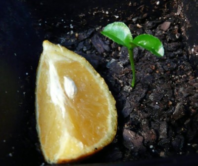 VibeX ™ XII-235 Darjeeling variety Mosambi Citrus Limetta Plant Seed(25 per packet)