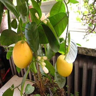 Biosnyg Lemon Tree Seeds Fruit Tree Bonsai Seeds 50 Seeds Seed(50 per packet)