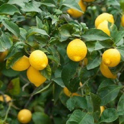 WILLVINE Rangapur Mosambi Sweet Lemon Fruit Plant Seed Seed(25 per packet)