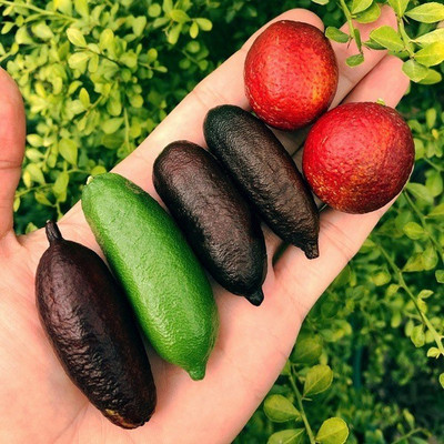VibeX XII-1693 Finger Limes Australian Citrus Fruit Seeds Seed(9 per packet)
