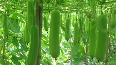 Platone Bottle gourd Seed(30 per packet)