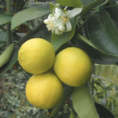 VibeX Mausambi Sweet Lemon Fruit - Citrus Limetta Seeds Seed(6 per packet)
