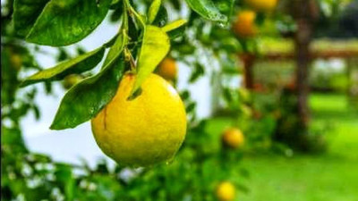 Qualtivate ® Sweet Lemon Fruit - Citrus Limetta Seeds Seed(2 per packet)