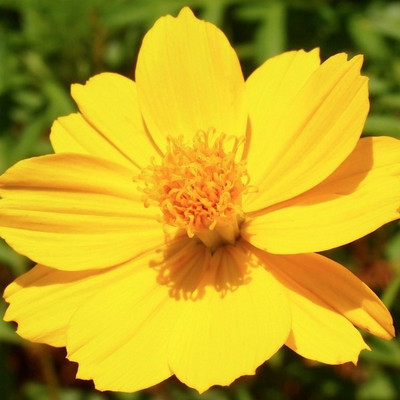 Paudha Cosmos Yellow Seed(16 per packet)