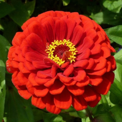 JD AGRO Zinnia Red Seed(20 per packet)