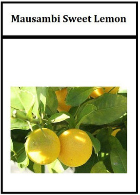 Qualtivate ™ Giant Mausambi/Sweet Lemon Fruit Plant Seeds Seed(6 per packet)