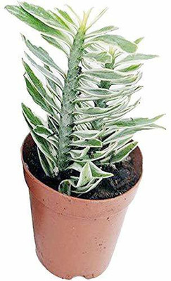 Roy's Fashoin Devils Backbone Succulent Plant(Hybrid, Pack of 1)