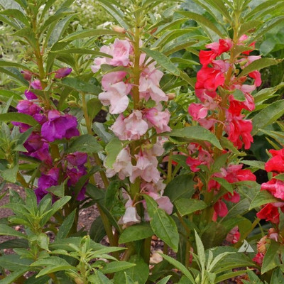 BDSresolve Best quality Balsam mixed flower seeds for home garden Seed(60 per packet)
