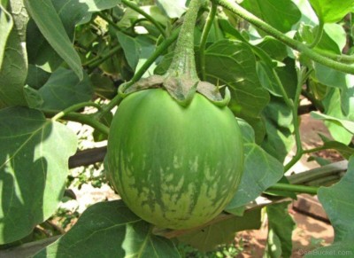 Biosnyg Green (Eggplant) Brinjal Vegetable -Hybrid Seeds 5gm Seeds Seed(5 g)