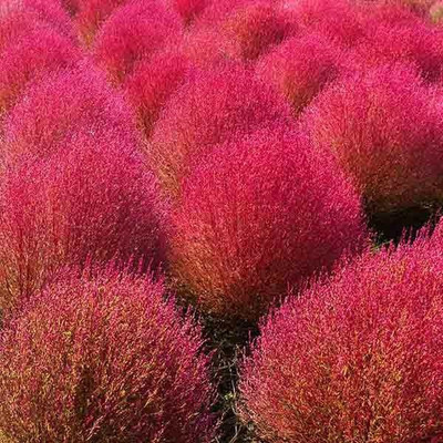 NurseryServe Kochia Burning Bush Seed(35 per packet)