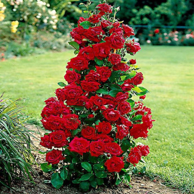 PLANTTOOZS Rose Plant(Hybrid, Pack of 1)