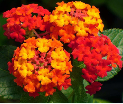 ADITYA GREEN PLANTS AGP Lantana Plant(Pack of 1)
