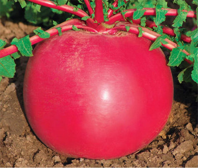 Kofy Radish round red Seed(50 per packet)