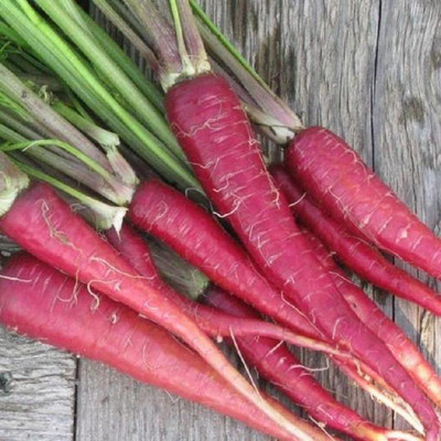 ginnienterpris Red carrot Seed(170 per packet)