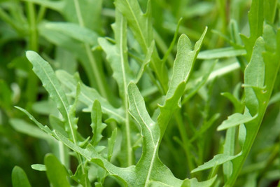 XOLDA Rocket leaf (salad) Seed(50 per packet)