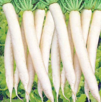 sporos Radish Seed(25 per packet)