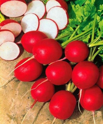 prev Red round radish Seed(50 per packet)