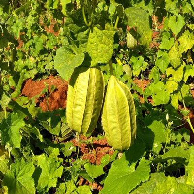 XOLDA RidgeGourd/Turai F78 Seed(45 per packet)