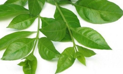 Paudha Henna mehandi leaf Seed(50 per packet)