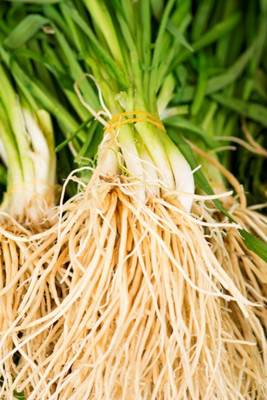 XOLDA Garlic chives Seed(50 per packet)