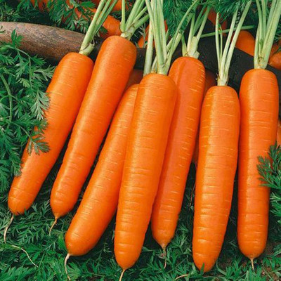 Kofy Orange carrot Seed(50 per packet)