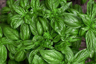 Kofy Basil Seed(50 per packet)