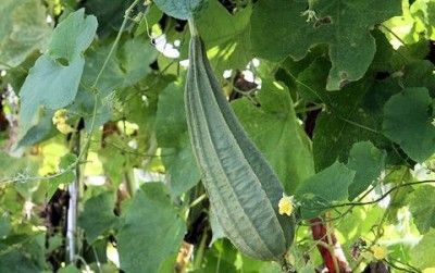 XOLDA Organic Ridgegourd (Turai) Seed(37 per packet)