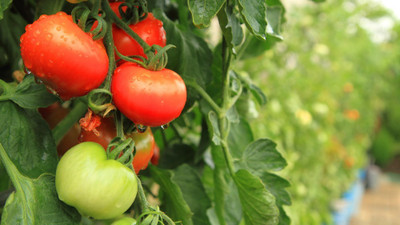 XOLDA Tomato Seed(25 per packet)