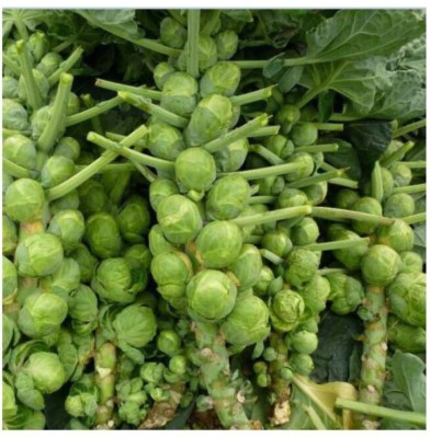 Paudha Brussel sprouts Seed(50 per packet)