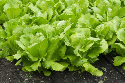Kofy Lettuce Seed(50 per packet)