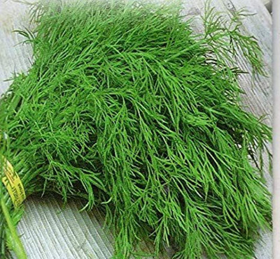 XOLDA Dill Seed(50 per packet)