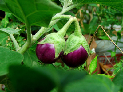 XOLDA Brinjal Seed(23 per packet)