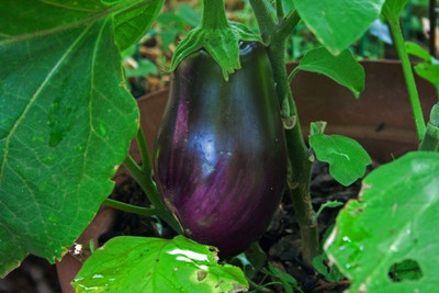 sporos Brinjal Seed(25 per packet)