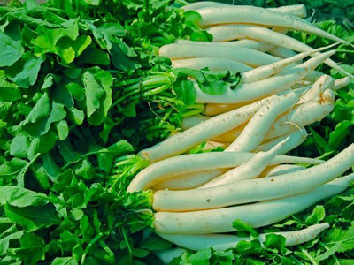 ME Traders Radish Seed(30 per packet)