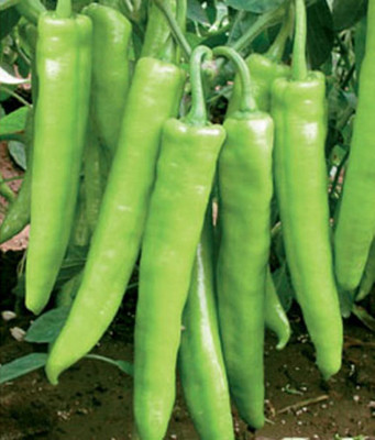 XOLDA Green chilli Seed(50 per packet)
